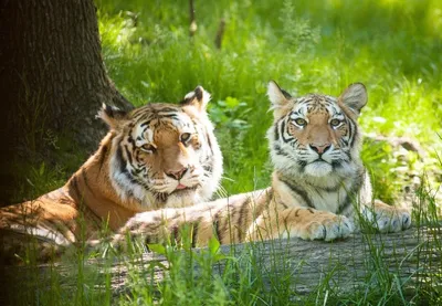 Котят охотившейся на собак приморской тигрицы разлучили с матерью -  Российская газета