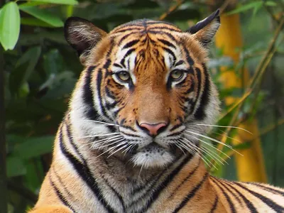 В Нью-Йоркском зоопарке у тигрицы обнаружили коронавирус