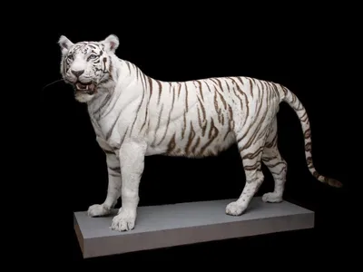 В нижегородском зоопарке «Лимпопо» появилась белая бенгальская тигрица Вега  8 июня 2021 года | Нижегородская правда