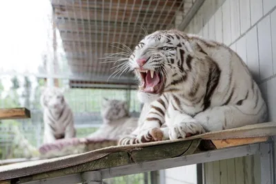 NEWSru.com :: В нью-йоркском зоопарке отмечен первый известный в мире  случай коронавируса у тигрицы, ее заразил человек
