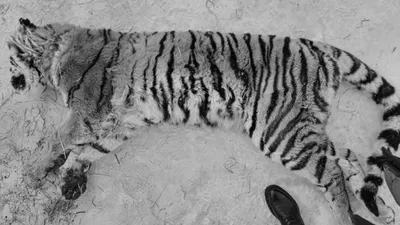 С Китайским Новым годом вас поздравляет белая тигрица Кали Государственный  Дарвиновский музей