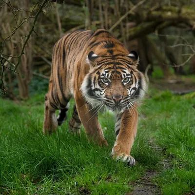 Задняя Сторона Тигрицы — стоковые фотографии и другие картинки Бенгальский  тигр - Бенгальский тигр, Большая кошка, Большой - iStock