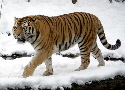 Мать белой тигрицы из Новосибирского зоопарка стала чучелом в музее - 29  мая 2018 - НГС