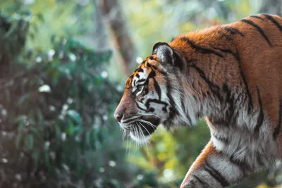 Найденная на трассе Хабаровск — Владивосток тигрица умерла