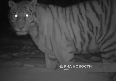 В зоопарке Екатеринбурга рассказали о состоянии исхудавшей белой тигрицы |  Уральский меридиан