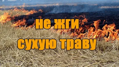 Травы для бани.