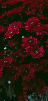 Wallpaper flowers red цветы природа обои на телефон | Цветочные фоны,  Цветочные картины, Красочные цветы