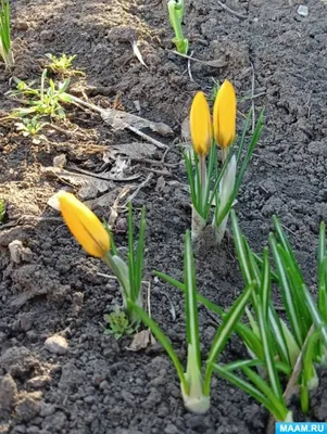 Весна идёт. Весне дорогу✨ Близится самый нежный день в году - 8 марта!🌷 В  СЕМЬ ПЯТНИЦ вы сможете найти много вариантов для… | Instagram