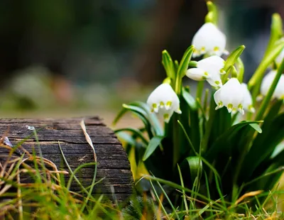 Весна идет, весна идет!... :: Galina Dzubina – Социальная сеть ФотоКто