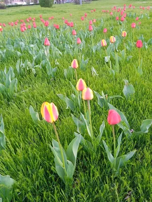 Весна идёт! | Триплет 78 f2.8 | Утакович | Flickr