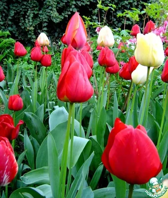 картинки : природа, цветок, весна, цветы, без, Кустарник, Фиолетовый,  сирень, цветущее растение, Наземный завод, Оливковая семья 4606x3454 - -  863764 - красивые картинки - PxHere