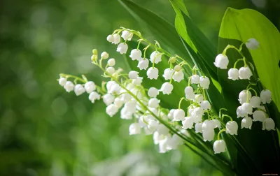 Первые весенние цветы заметили у Воронежского водохранилища