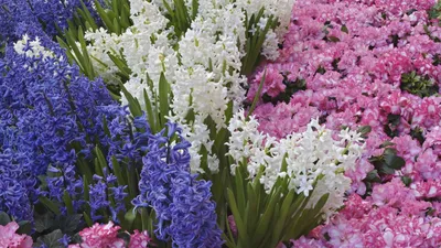 Цветы в горшке Ladecor \"Весна\" купить с выгодой в Галамарт