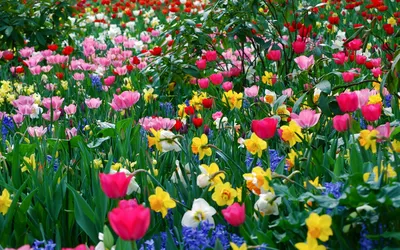 Доброе утро | Весенние цветы, Весна, Цветы