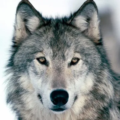 Красивые волки на аву (60 картинок) 🌟