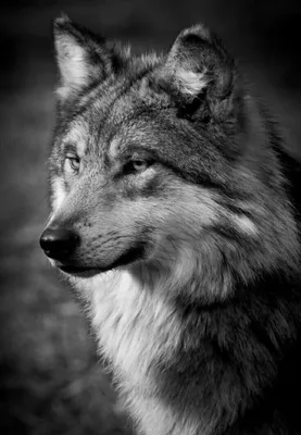 Волк - 96 фото