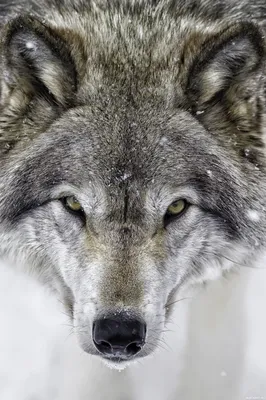 Животные, #Волки, #аватары, #картинки, #фото, #авы,  https://avatarko.ru/kartinka/32936 | Wolf dog, Wolf photos, Animals wild