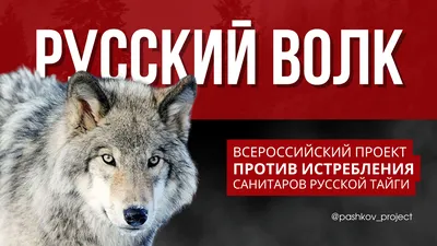 Как волк охотится? Чем питается волк? Особенности охоты на крупную и мелкую  дичь, волчья охота стаей