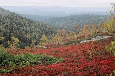 Заповедники и национальные парки в России: 12 мест, где отдохнуть на природе