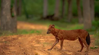 Картинки животных фотографии