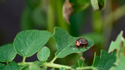 Живая природа Иллинойса хороня жуков Стоковое Фото - изображение  насчитывающей иллинойс, цвет: 70169268