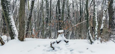 Рисунок Зима в лесу №78168 - «Зимняя сказка» (13.01.2024 - 07:55)