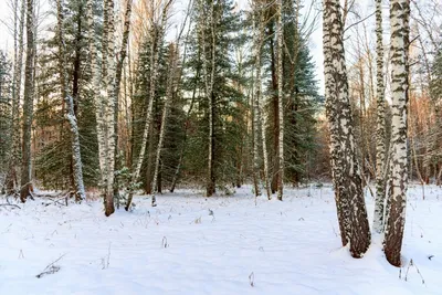 Картина зима Лес Зимний пейзаж Домик в лесу в интернет-магазине Ярмарка  Мастеров по цене 1700 ₽ – S3LA8BY | Картины, Сочи - доставка по России