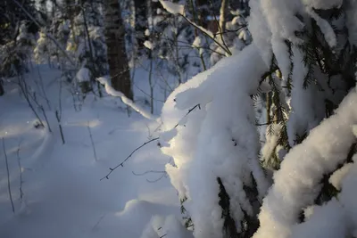 Каково жить зимой в лесу?