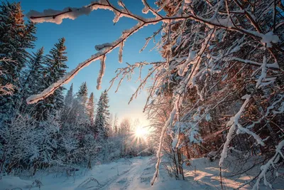 Зима в лесу. Снежные ветви елей и деревьев. Дорога в лесу зимой Stock Photo  | Adobe Stock