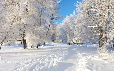 Зима в лесу. Фотограф Чиж Андрей