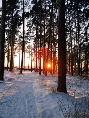 Зима в лесу | Лес, Зима, Закаты