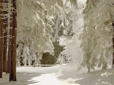 229 Зимой в лесу (б)| | FONDU4OK