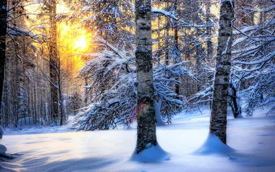 Девушка в зимнем лесу. Снег, лес, новый год, фотосессия, фото. Новогодняя  фотосессия, образы, зимой,… | Женская портретная фотография, Фотосессия,  Зимняя фотография