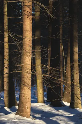 Зима в лесу купить в интернет-магазине Ярмарка Мастеров по цене 3900 ₽ –  HFKHNBY | Картины, Волгоград - доставка по России