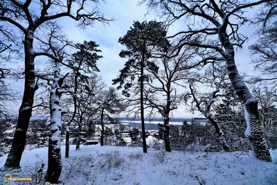 Картинки зимнего леса солнце (66 фото) » Картинки и статусы про окружающий  мир вокруг