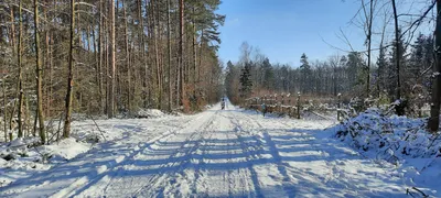 Холодная снежная зима в лесу Стоковое Фото - изображение насчитывающей  природа, зима: 201535404