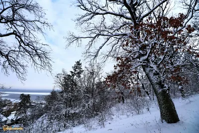 Фотография Зима в лесу из раздела пейзаж #7118291 - фото.сайт - sight.photo