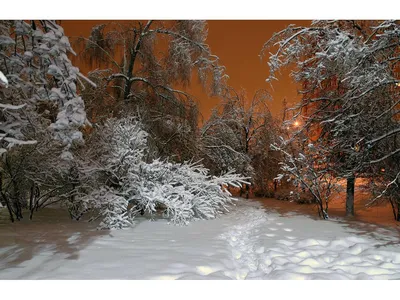 Зимний Вечер В Городе Парк — стоковые фотографии и другие картинки Без  людей - Без людей, Белый, Ветвь - часть растения - iStock