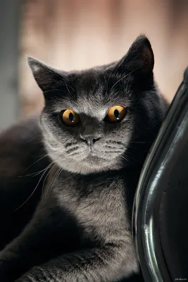 Толстый злой сердитый британский короткошерстный кот Stock Photo | Adobe  Stock