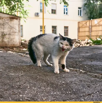 10+ уморительных фото злых и вредных котов, которые поднимут вам настроение