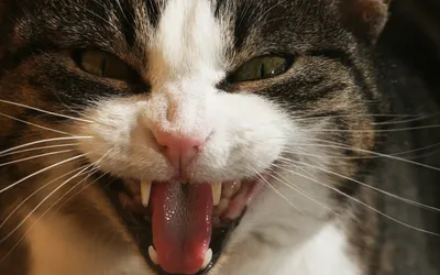30 очень злых котов, которые всё равно остаются милашками (31 фото) »  Невседома