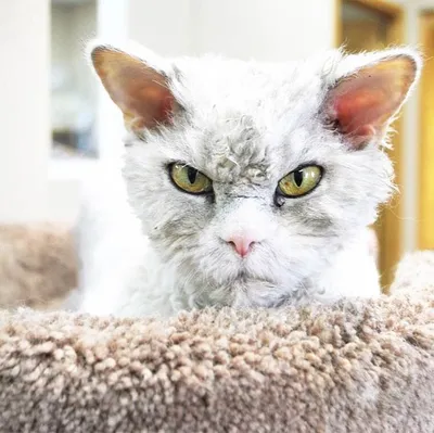 закрывающийся злой кот смотрит на камеру Стоковое Изображение - изображение  насчитывающей луч, любопытство: 269982779
