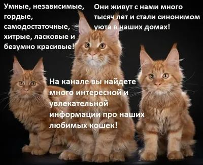 Снимки очень злых котов, которые всё равно остаются милашками - ЯПлакалъ