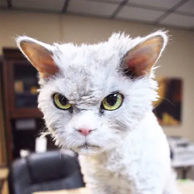 Смотрите, как выглядит самый злой кот в мире