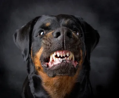 Их лучше не дразнить: топ 10 самых злых и опасных пород собак в мире |  Mixnews