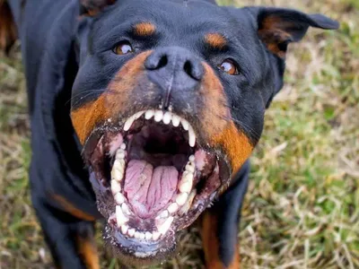 Картинки злых собак фотографии