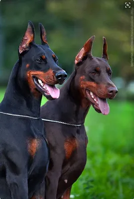 2 злых пса Добермана сидят в …» — создано в Шедевруме