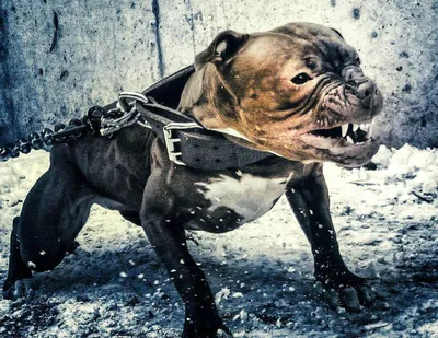 Ростех\" создал безвредное средство от злых собак - Лента новостей Крыма