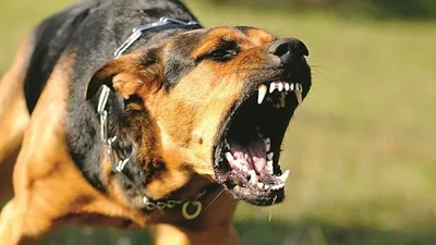 Планета Садовод - как защититься от злой собаки
