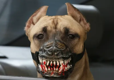 Злые Нападения Собак Собака Выглядит Агрессивно И Опасно — стоковые  фотографии и другие картинки Собака - iStock